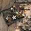 Fairy Candelabra (Pygmy flower, Rock Jasmine