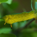 Spotted Apatelodes Moth
