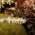 Unknown flatworm