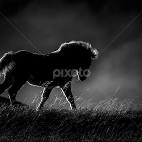 Backlit Pony  by Karen Celella - Animals Horses