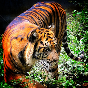 Maung Bandung by Christian Lukman - Animals Lions, Tigers & Big Cats