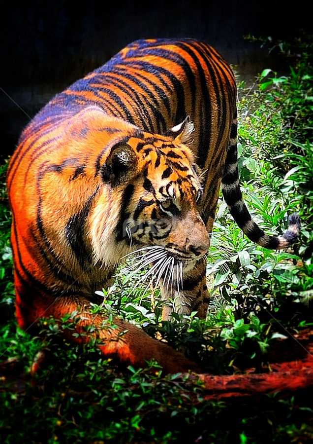 Maung Bandung by Christian Lukman - Animals Lions, Tigers & Big Cats