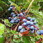 Oregon Grape