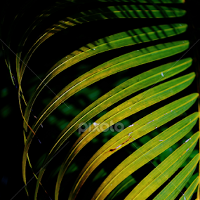 by Jerry Houle - Nature Up Close Leaves & Grasses