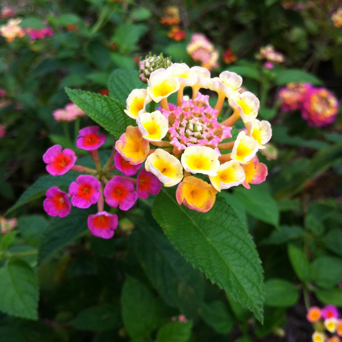 Lantana