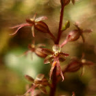 Heart Leaved Twayblade Orchid