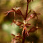 Heart Leaved Twayblade Orchid