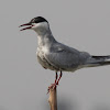 Indian River Tern
