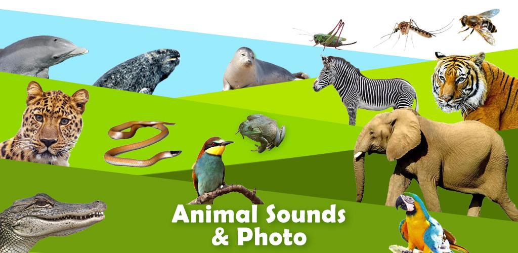 Kids Zoo, animal sounds & pictures, games for kids - Latest version for  Android - Download APK