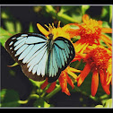 Blue Wanderer butterfly