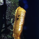 Banana Slug