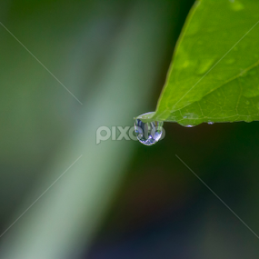 by Alfan Andik Nugroho - Nature Up Close Natural Waterdrops