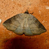 Thin-lined owlet