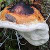 Red-banded polypore