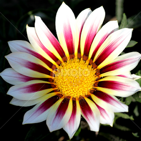 Gaillardia pulchella... by Rittik Das - Novices Only Flowers & Plants