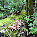 Turkey tails