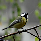 when will the rain stop by Dubravka Bednaršek -  