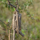 Case Moth or Bag Worm Moth