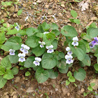 Canadian white violet