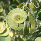 Tree medick. Alfalfa arbórea