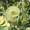 Tree medick. Alfalfa arbórea