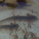 Smallmouth Salamander (larvae)