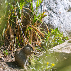 Wyoming Ground Squirrel