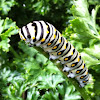 Black Swallowtail Caterpillers