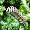 Black Swallowtail Caterpillers