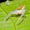 White Jawed Jumping Spider