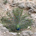 Indian Peacock (Peafowl)