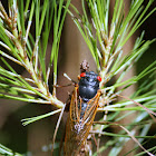Periodical Cicada, 13 Yr, Brood XIX