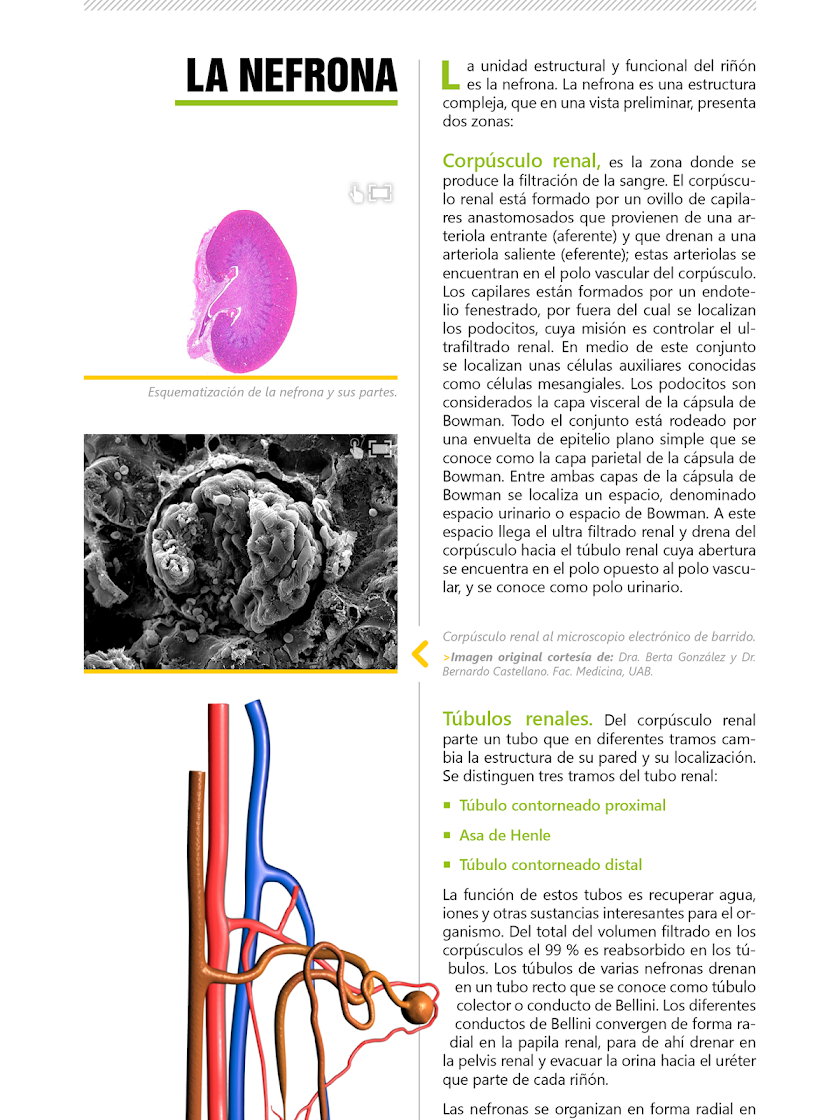 Atlas Interactivo Histología 3 Screen 3