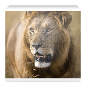 Kenya Wildlife App.apk 1.0