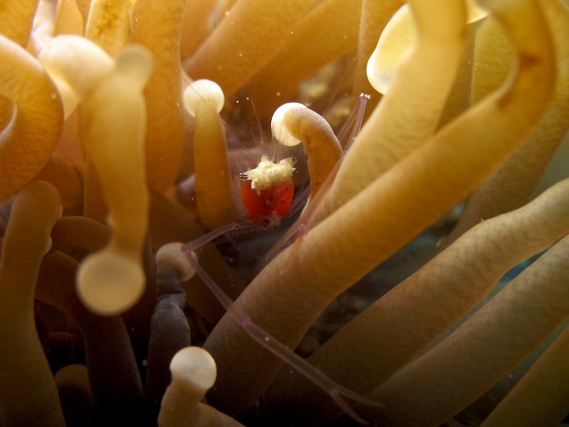 20080405_0005_shrimp.jpg