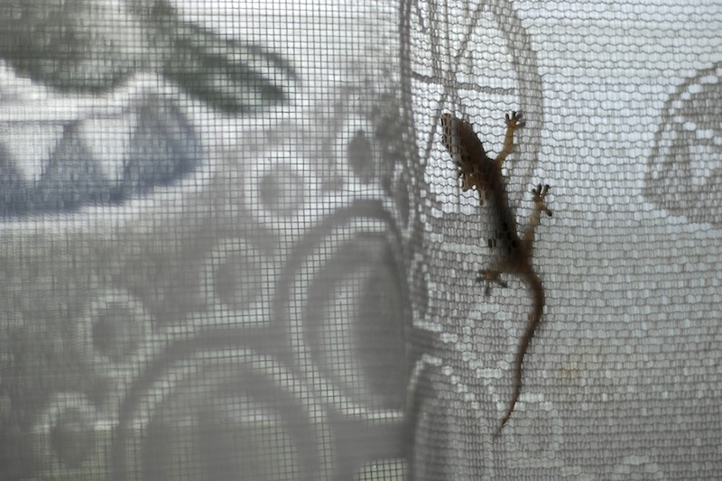20080428_0023_gecko.jpg