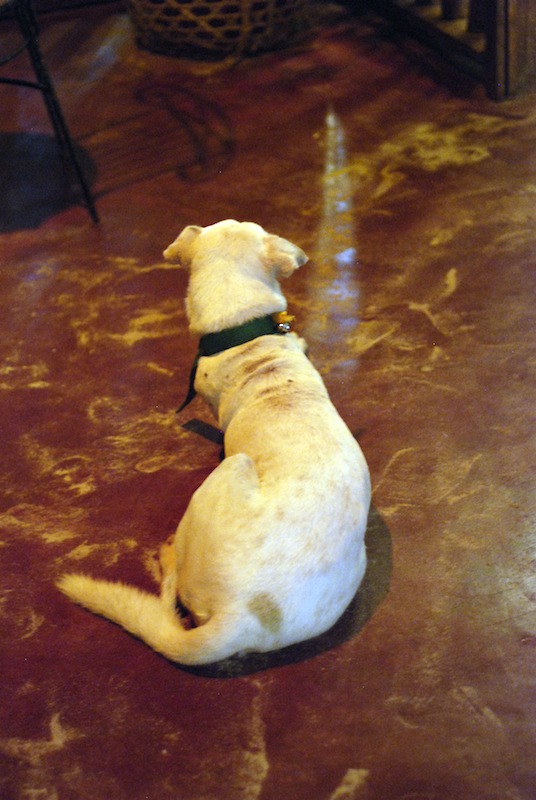 20080429_0055_dog.jpg