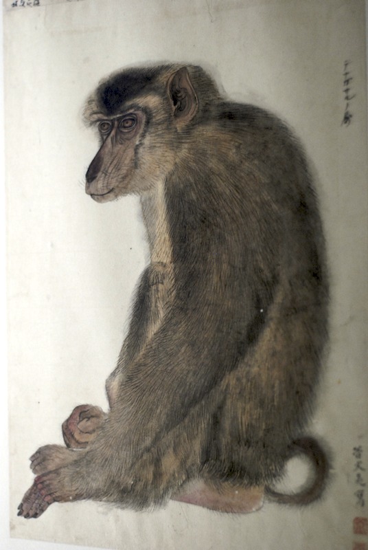 20080411_0237_monkey.jpg