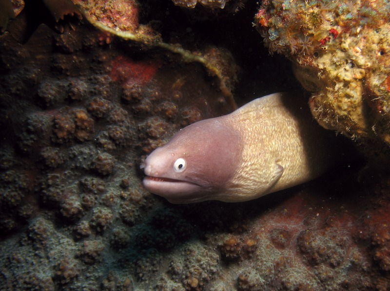 20080503_0010_eel.jpg