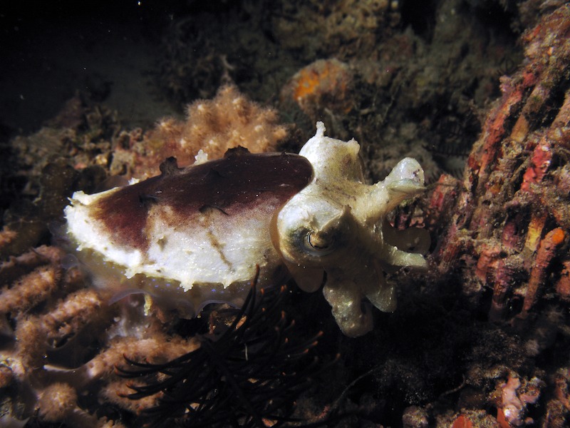 20080607_0148_cuttlefish.jpg