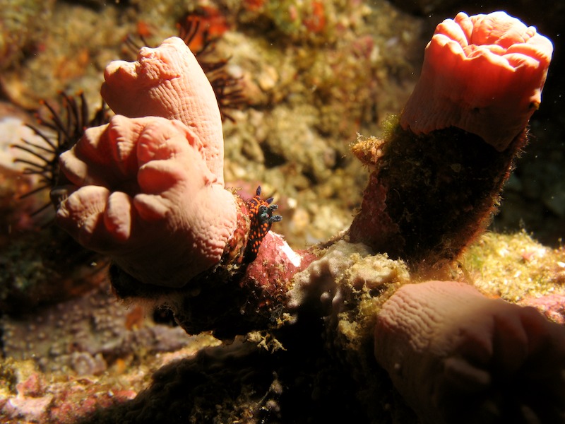 20080607_0012_nudi.jpg