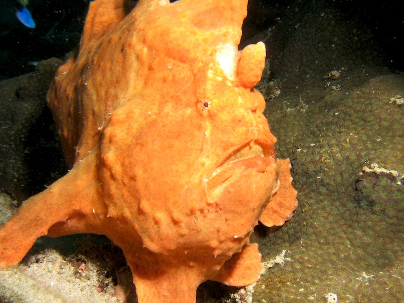 20080612_0082_frogfish.jpg