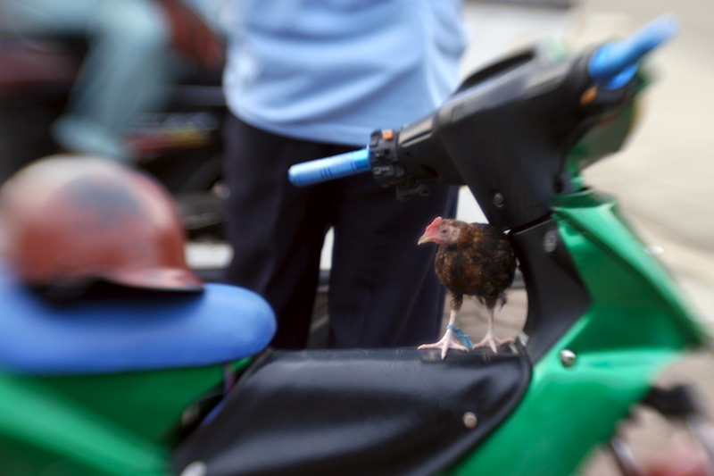 20080703_0039_chickenbike.jpg
