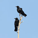 Fish Crows