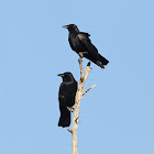 Fish Crows