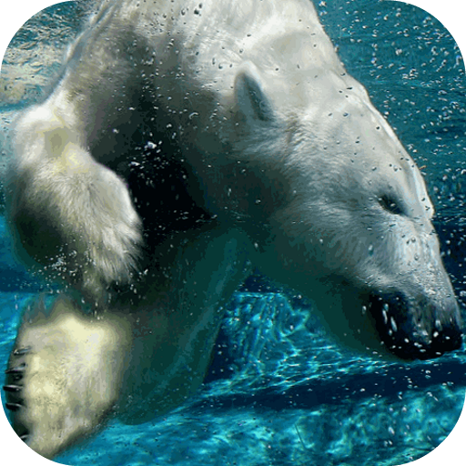 Polar Bear Live Wallpaper 個人化 App LOGO-APP開箱王