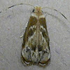 Caribbean Scavenger Moth