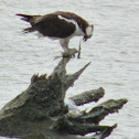 Osprey