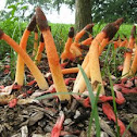 Stinkhorn mushroom