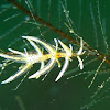 Nudibranch Eubranchus